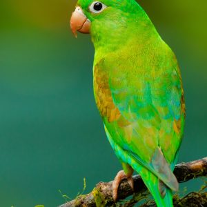 Parakeet Beak Conditioning Stick