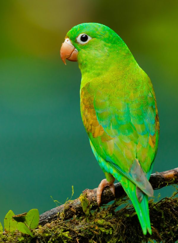 Parakeet Beak Conditioning Stick